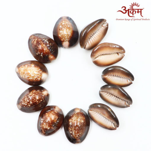 Picture of Arkam Black Kauri / Kaali Kodi / Black Kaudi / Kali Kauri / Premium Quality for Puja - Set of 11 Pcs