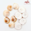 Picture of Arkam Gomti Chakra / Gomati Chakra / White Gomti Chakra / Original Premium Quality for Puja 12-15 mm - Set of 11 Pcs