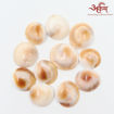 Picture of Arkam Gomti Chakra / Gomati Chakra / White Gomti Chakra / Original Premium Quality for Puja 12-15 mm - Set of 11 Pcs