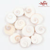 Picture of Arkam Gomti Chakra / Gomati Chakra / White Gomti Chakra / Original Premium Quality for Puja 12-15 mm - Set of 11 Pcs