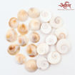 Picture of Arkam Gomti Chakra / Gomati Chakra / White Gomti Chakra / Original Premium Quality for Puja 12-15 mm - Set of 21 Pcs