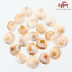 Picture of Arkam Gomti Chakra / Gomati Chakra / White Gomti Chakra / Original Premium Quality for Puja 12-15 mm - Set of 21 Pcs