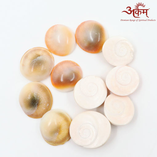 Picture of Arkam Gomti Chakra / Gomati Chakra / White Gomti Chakra / Original Premium Quality for Puja 22-25 mm - Set of 11 Pcs