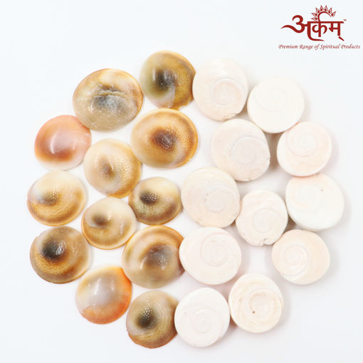 Picture of Arkam Gomti Chakra / Gomati Chakra / White Gomti Chakra / Original Premium Quality for Puja 22-25 mm - Set of 21 Pcs