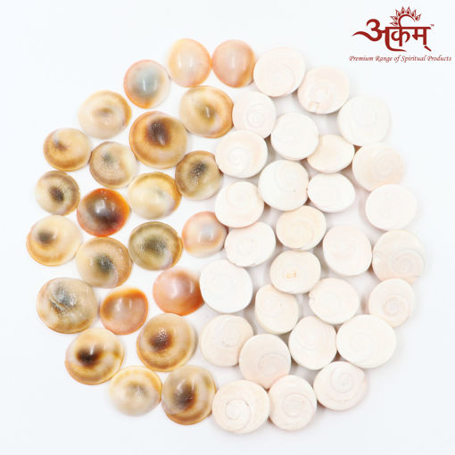 Picture of Arkam Gomti Chakra / Gomati Chakra / White Gomti Chakra / Original Premium Quality for Puja 22-25 mm - Set of 51 Pcs