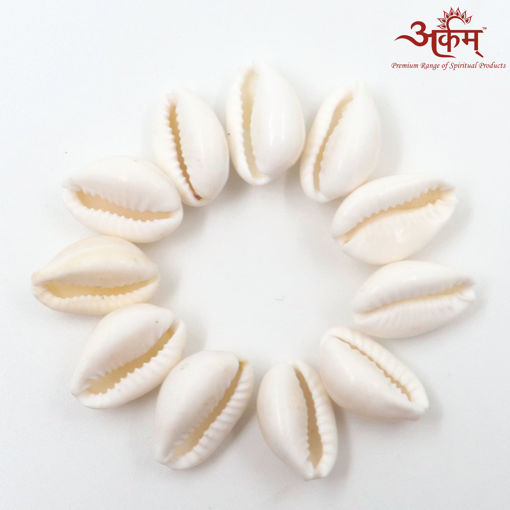 Picture of Arkam White Kauri / Safed Kodi / White Kaudi / Safed Kauri / Premium Quality for Puja - Set of 11 Pcs