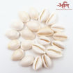 Picture of Arkam White Kauri / Safed Kodi / White Kaudi / Safed Kauri / Premium Quality for Puja - Set of 21 Pcs