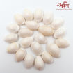 Picture of Arkam White Kauri / Safed Kodi / White Kaudi / Safed Kauri / Premium Quality for Puja - Set of 21 Pcs