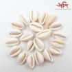 Picture of Arkam White Kauri / Safed Kodi / White Kaudi / Safed Kauri / Premium Quality for Puja - Set of 21 Pcs