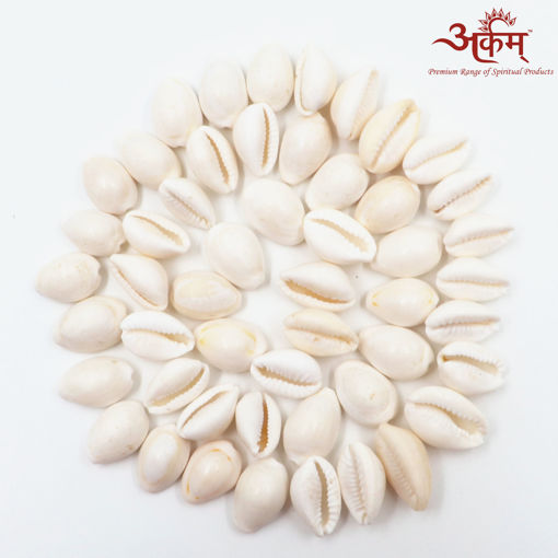 Picture of Arkam White Kauri / Safed Kodi / White Kaudi / Safed Kauri / Premium Quality for Puja - Set of 51 Pcs