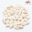 Picture of Arkam White Kauri / Safed Kodi / White Kaudi / Safed Kauri / Premium Quality for Puja - Set of 51 Pcs