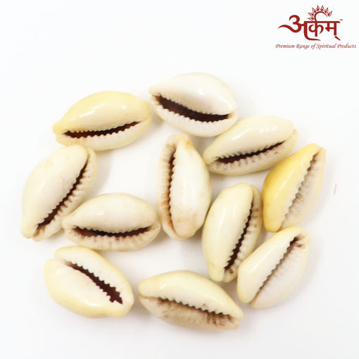 Picture of Arkam Yellow Kauri / Peeli Kodi / Yellow Kaudi / Pili Kauri / Premium Quality for Puja - Set of 11 Pcs