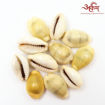 Picture of Arkam Yellow Kauri / Peeli Kodi / Yellow Kaudi / Pili Kauri / Premium Quality for Puja - Set of 11 Pcs