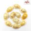 Picture of Arkam Yellow Kauri / Peeli Kodi / Yellow Kaudi / Pili Kauri / Premium Quality for Puja - Set of 11 Pcs