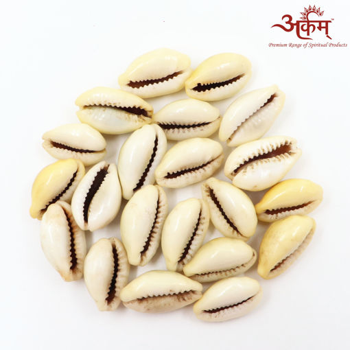 Picture of Arkam Yellow Kauri / Peeli Kodi / Yellow Kaudi / Pili Kauri / Premium Quality for Puja - Set of 21 Pcs