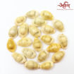 Picture of Arkam Yellow Kauri / Peeli Kodi / Yellow Kaudi / Pili Kauri / Premium Quality for Puja - Set of 21 Pcs