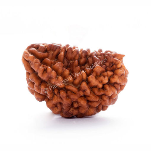 Picture of ARKAM One Mukhi Rudraksha Certified Kaju Dana/ Original 1 Mukhi Rudraksh Kaju Dana/ Natural 1 faced Half-moon Rudraksha (Brown) with Certificate and Puja Instructions