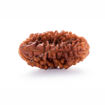 Picture of ARKAM One Mukhi Rudraksha Certified Kaju Dana/ Original 1 Mukhi Rudraksh Kaju Dana/ Natural 1 faced Half-moon Rudraksha (Brown) with Certificate and Puja Instructions