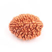 Picture of ARKAM Two Mukhi Kaju Rudraksha Certified/ Original 2 Mukhi Rudraksh/ Natural 2 faced Rudraksha (Brown) with Certificate and Puja Instructions