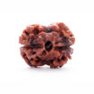 Picture of ARKAM Two Mukhi Oval Rudraksha Certified/ Original 2 Mukhi Rudraksh/ Natural 2 faced Rudraksha (Brown) with Certificate and Puja Instructions