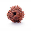 Picture of ARKAM Three Mukhi Rudraksha Certified/ Original Nepali 3 Mukhi Rudraksh/ Natural 3 faced Rudraksha (Brown) with Certificate and Puja Instructions