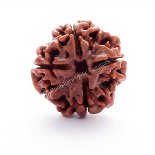 Picture of ARKAM Four Mukhi Rudraksha Certified/ Original Nepali 4 Mukhi Rudraksh/ Natural 4 faced Rudraksha (Brown) with Certificate and Puja Instructions