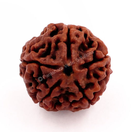 Picture of ARKAM Five Mukhi Rudraksha Certified/ Original Nepali 5 Mukhi Rudraksh/ Natural 5 faced Rudraksha (Brown) with Certificate and Puja Instructions