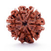 Picture of ARKAM Six Mukhi Rudraksha Certified/ Original Nepali 6 Mukhi Rudraksh/ Natural 6 faced Rudraksha (Brown) with Certificate and Puja Instructions