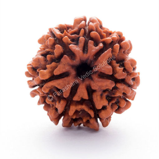 Picture of ARKAM Seven Mukhi Rudraksha Certified/ Original Nepali 7 Mukhi Rudraksh/ Natural 7 faced Rudraksha (Brown) with Certificate and Puja Instructions