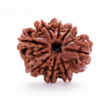 Picture of ARKAM Eight Mukhi Rudraksha Certified/ Original Nepali 8 Mukhi Rudraksh/ Natural 8 faced Rudraksha (Brown) with Certificate and Puja Instructions