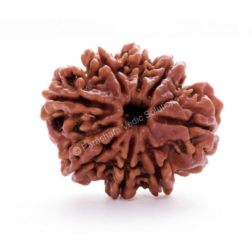 Picture of ARKAM Eight Mukhi Rudraksha Certified/ Original Nepali 8 Mukhi Rudraksh/ Natural 8 faced Rudraksha (Brown) with Certificate and Puja Instructions