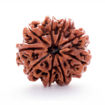 Picture of ARKAM Nine Mukhi Rudraksha Certified/ Original Nepali 9 Mukhi Rudraksh/ Natural 9 faced Rudraksha (Brown) with Certificate and Puja Instructions