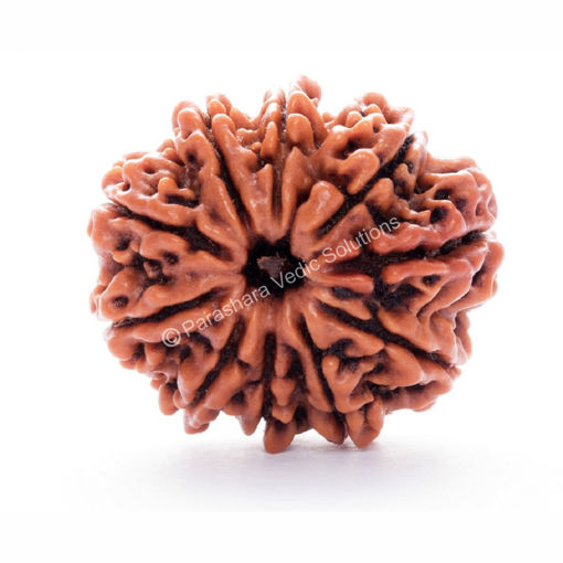 Picture of ARKAM Ten Mukhi Rudraksha Certified/ Original Nepali 10 Mukhi Rudraksh/ Natural 10 faced Rudraksha (Brown) with Certificate and Puja Instructions