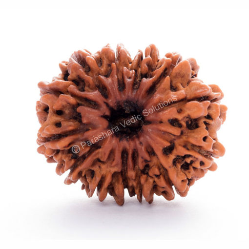 Picture of ARKAM Twelve Mukhi Rudraksha Certified/ Original Nepali 12 Mukhi Rudraksh/ Natural 12 faced Rudraksha (Brown) with Certificate and Puja Instructions