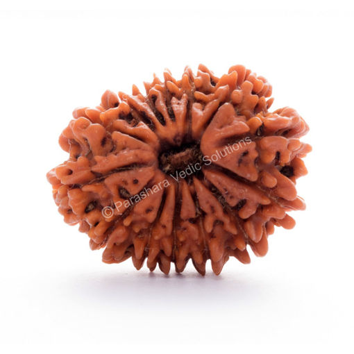 Picture of ARKAM Thirteen Mukhi Rudraksha Certified/ Original Nepali 13 Mukhi Rudraksh/ Natural 13 faced Rudraksha (Brown) with Certificate and Puja Instructions