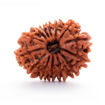 Picture of ARKAM Fourteen Mukhi Rudraksha Certified/ Original Nepali 14 Mukhi Rudraksh/ Natural 14 faced Rudraksha (Brown) with Certificate and Puja Instructions