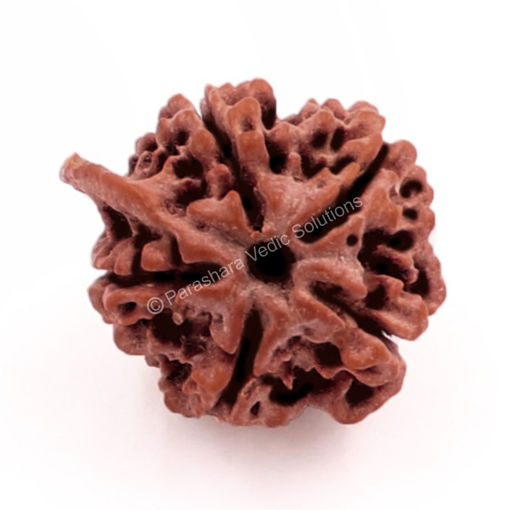 Picture of ARKAM Ganesh Rudraksha Certified/ Original Nepali Ganesh Rudraksh/ Natural Ganesh Rudraksha (Brown) with Certificate and Puja Instructions