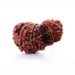 Picture of ARKAM Garbh Gauri Rudraksha Certified/ Original Nepali Garbh Gauri Rudraksh/ Natural Garbh Gauri Rudraksha (Brown) with Certificate and Puja Instructions