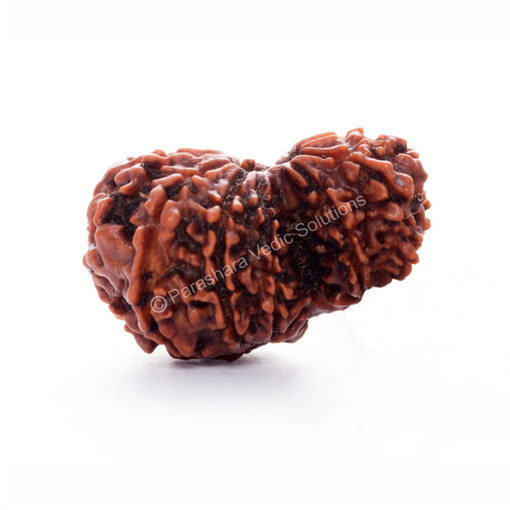 Picture of ARKAM Garbh Gauri Rudraksha Certified/ Original Nepali Garbh Gauri Rudraksh/ Natural Garbh Gauri Rudraksha (Brown) with Certificate and Puja Instructions