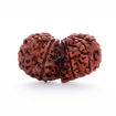 Picture of ARKAM Gauri Shankar Rudraksha Certified/ Original Nepali Gauri Shankar Rudraksh/ Natural Gauri Shankar Rudraksha (Brown) with Certificate and Puja Instructions