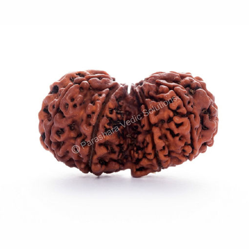 Picture of ARKAM Gauri Shankar Rudraksha Certified/ Original Nepali Gauri Shankar Rudraksh/ Natural Gauri Shankar Rudraksha (Brown) with Certificate and Puja Instructions