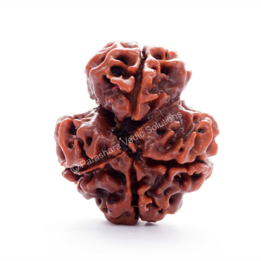 Picture of ARKAM Savar Rudraksha Certified/ Original Nepali Sawar Rudraksh/ Natural Savar Rudraksha (Brown) with Certificate and Puja Instructions