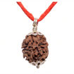 Picture of ARKAM Two Mukhi Oval Rudraksha Certified/ Original 2 Mukhi Rudraksh/ Natural 2 faced Rudraksha with Silver Pendant (Brown) with Certificate and Puja Instructions