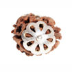 Picture of ARKAM Two Mukhi Oval Rudraksha Certified/ Original 2 Mukhi Rudraksh/ Natural 2 faced Rudraksha with Silver Pendant (Brown) with Certificate and Puja Instructions