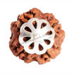 Picture of ARKAM Four Mukhi Rudraksha Certified/ Original Nepali 4 Mukhi Rudraksh/ Natural 4 faced Rudraksha with Silver Pendant (Brown) with Certificate and Puja Instructions