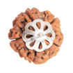 Picture of ARKAM Five Mukhi Rudraksha Certified/ Original Nepali 5 Mukhi Rudraksh/ Natural 5 faced Rudraksha with Silver Pendant (Brown) with Certificate and Puja Instructions