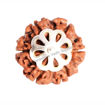 Picture of ARKAM Six Mukhi Rudraksha Certified/ Original Nepali 6 Mukhi Rudraksh/ Natural 6 faced Rudraksha with Silver Pendant (Brown) with Certificate and Puja Instructions