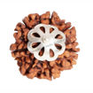 Picture of ARKAM Seven Mukhi Rudraksha Certified/ Original Nepali 7 Mukhi Rudraksh/ Natural 7 faced Rudraksha with Silver Pendant (Brown) with Certificate and Puja Instructions