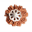 Picture of ARKAM Nine Mukhi Rudraksha Certified/ Original Nepali 9 Mukhi Rudraksh/ Natural 9 faced Rudraksha with Silver Pendant (Brown) with Certificate and Puja Instructions