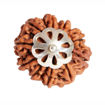 Picture of ARKAM Ten Mukhi Rudraksha Certified/ Original Nepali 10 Mukhi Rudraksh/ Natural 10 faced Rudraksha with Silver Pendant (Brown) with Certificate and Puja Instructions